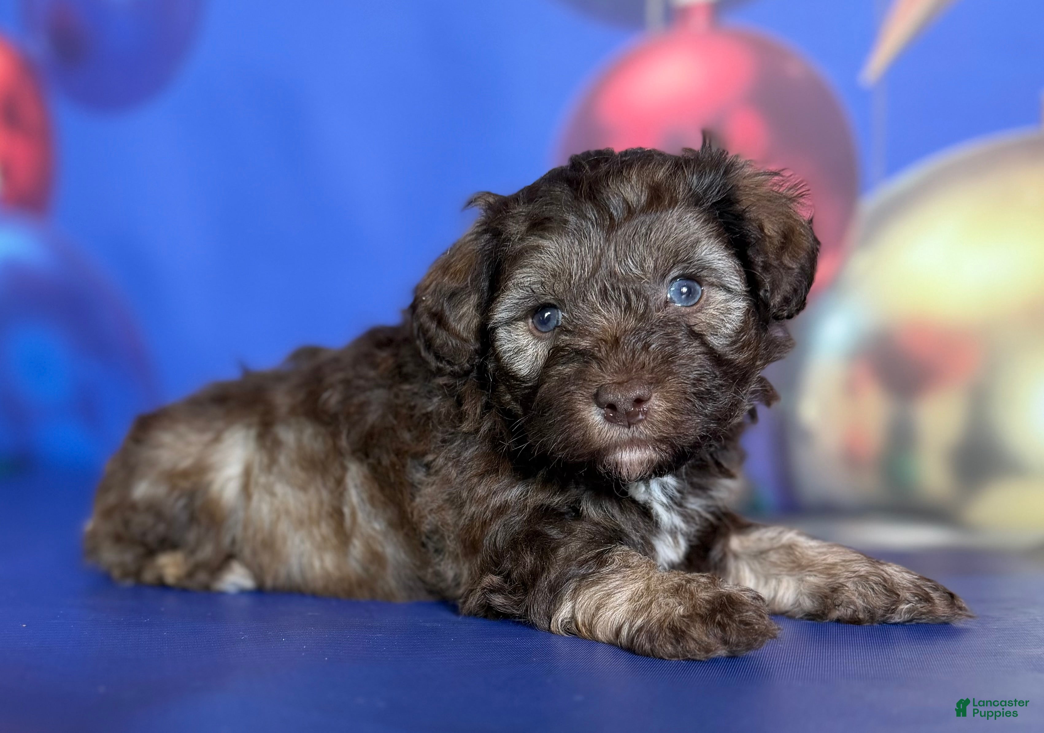 Mixed Breed dogs Blitzen - Ad 4