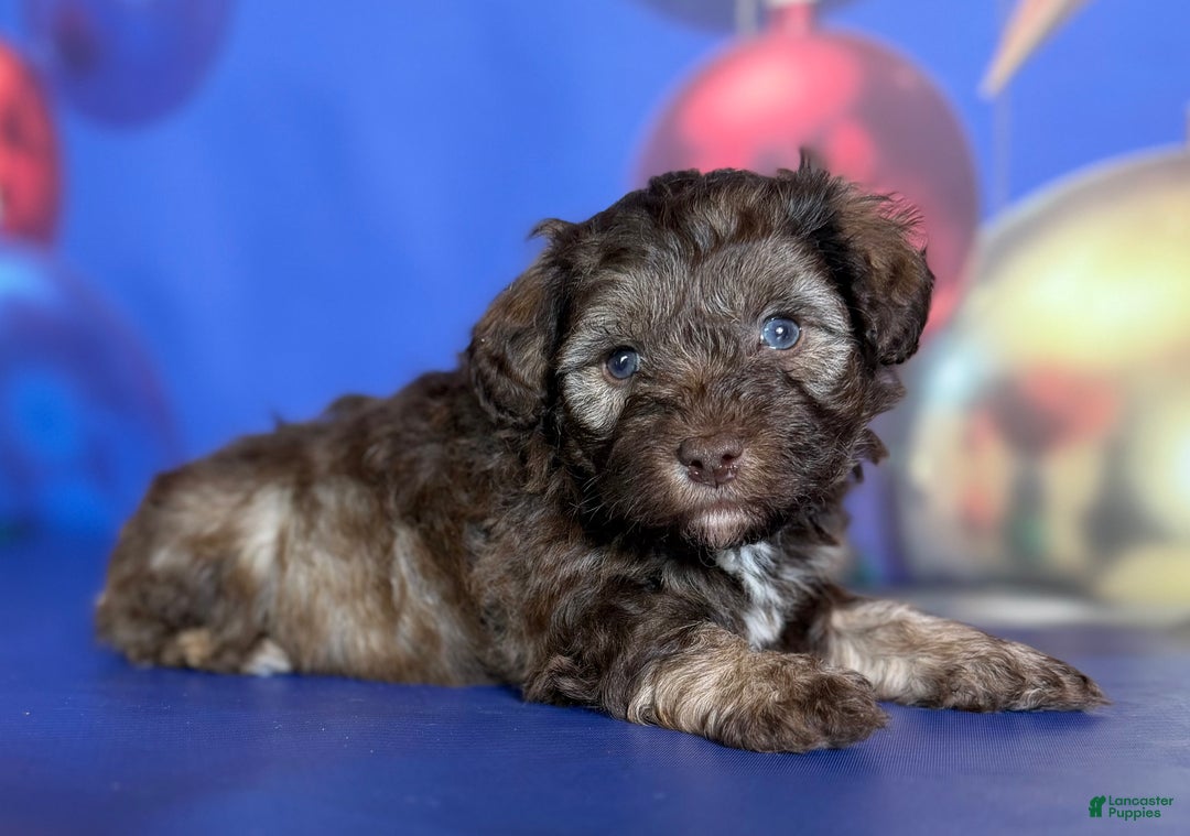 Mixed Breed dogs for sale: Blitzen - Ad 1