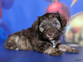 Schnoodle dogs Blitzen - Ad 5