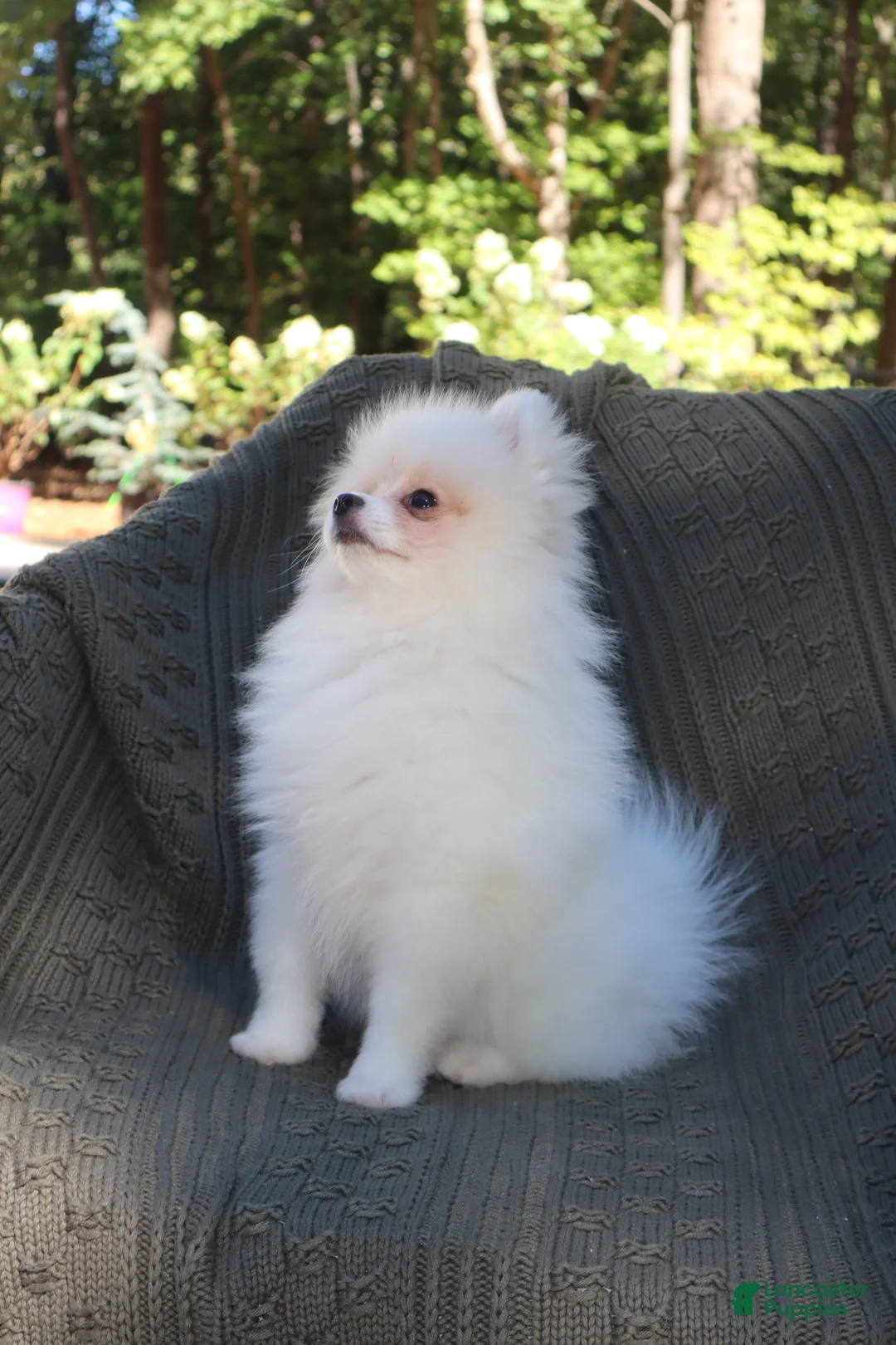 Pomeranian dogs for sale: Baron  - Ad 1