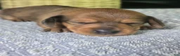 Miniature Dachshund dogs for sale: Sadie - Ad 2