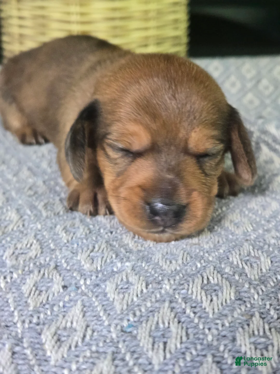 Miniature Dachshund dogs for sale: Sadie - Ad 2