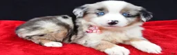 Miniature Australian Shepherd dogs for sale: Cheyenne  - Ad 7