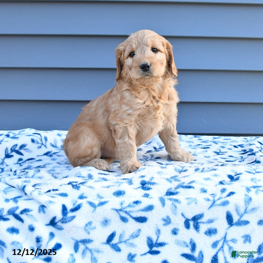 Goldendoodle dogs Betty   - Ad 40