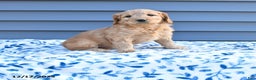 Goldendoodle dogs for sale: Betty   - Ad 1