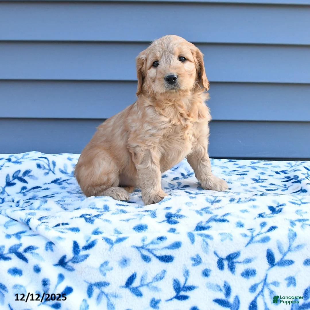 Goldendoodle dogs for sale: Betty   - Ad 1