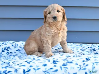 Goldendoodle dogs Betty - Ad 37
