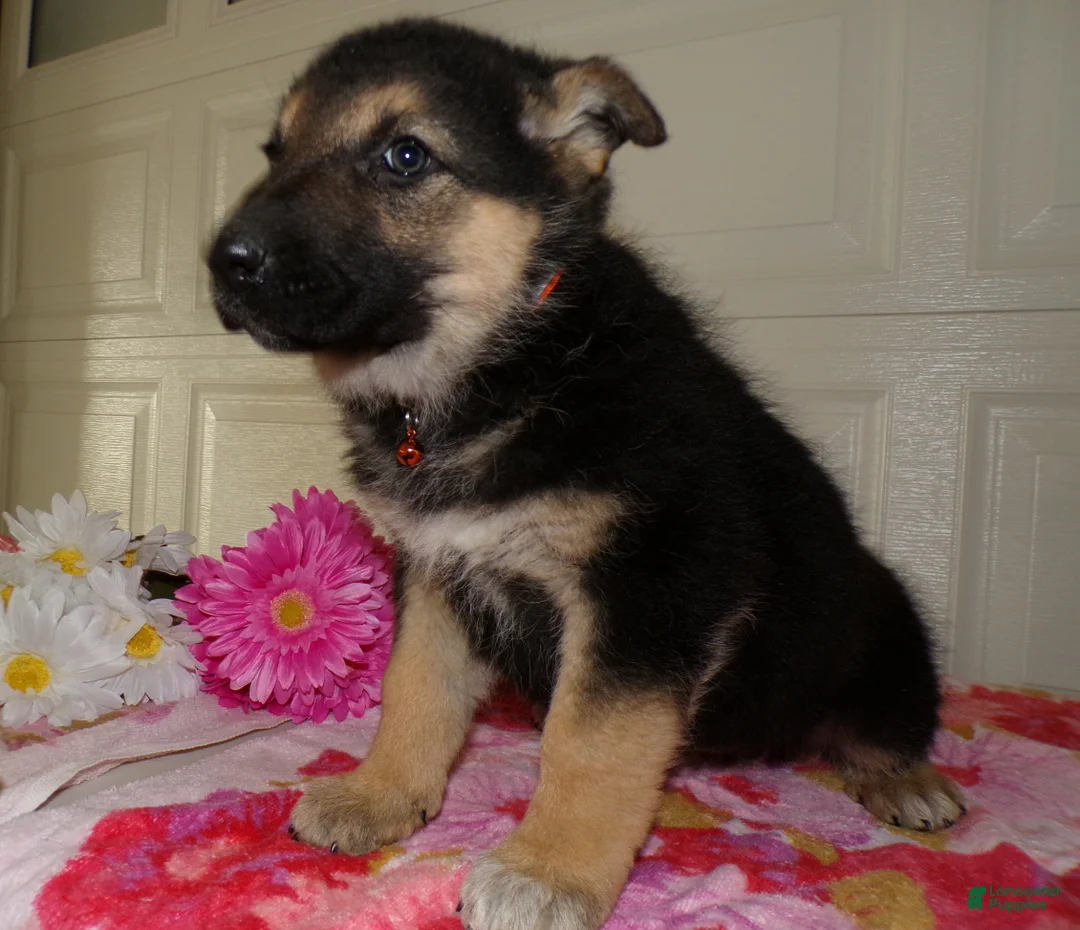 German Shepherd dogs for sale: German Shepherd Puppy 3 Oakley - Ad 2
