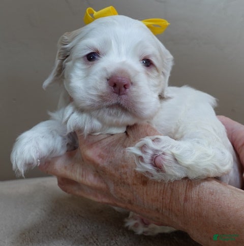 Cocker Spaniel dogs Momo  - Ad 4