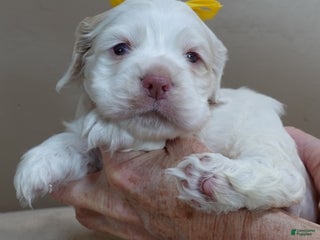 Cocker Spaniel dogs Momo - Ad 5