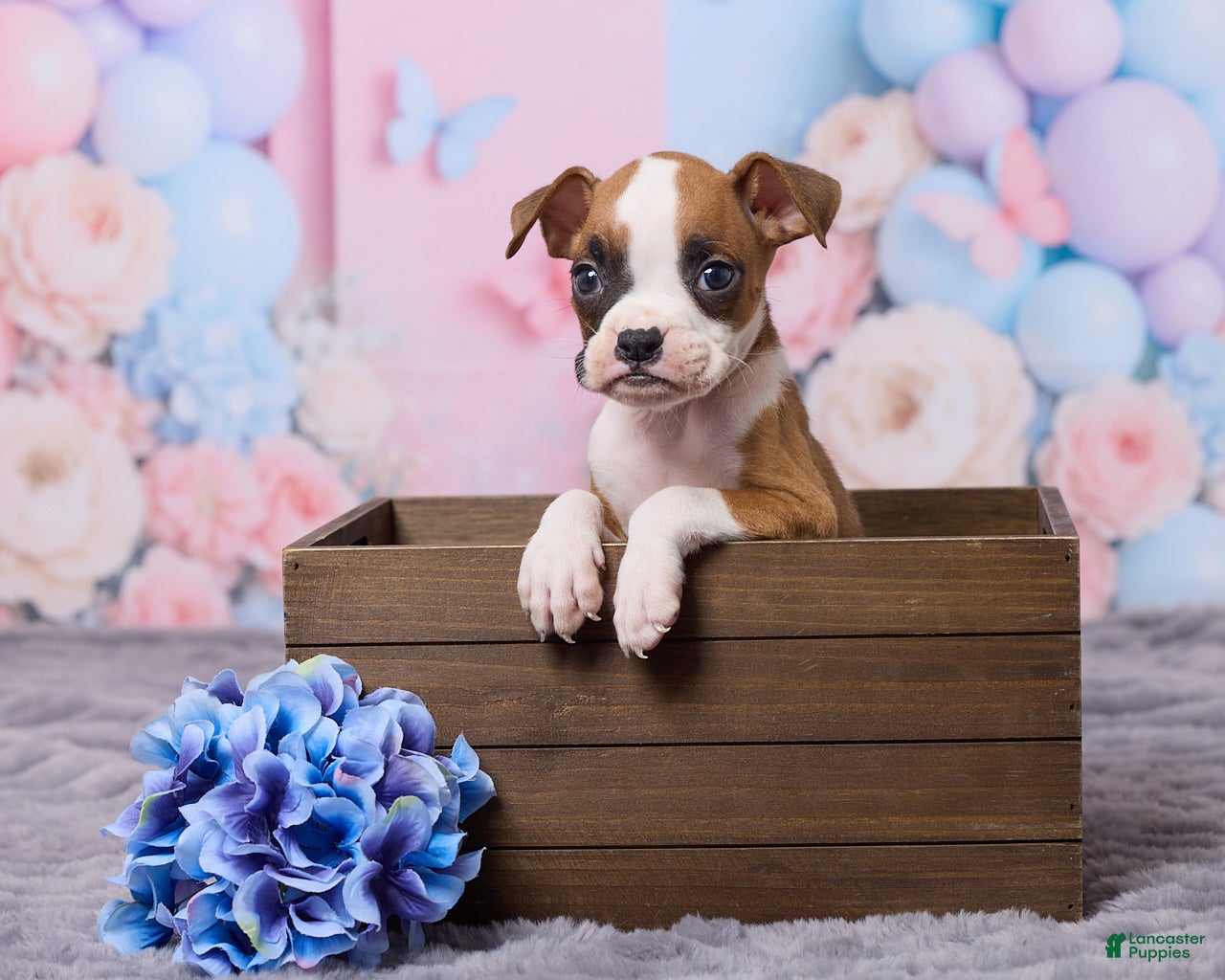 Boxer dogs Jax - Ad 1