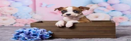Boxer dogs for sale: Jax - Ad 1