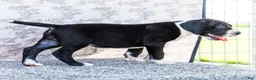Great Dane dogs for sale: Ellie - Ad 7