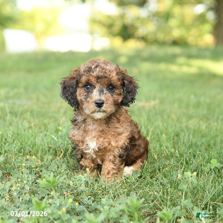 Miniature Poodle dogs Cinnamon - Ad 1