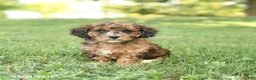 Miniature Poodle dogs for sale: Cinnamon - Ad 1
