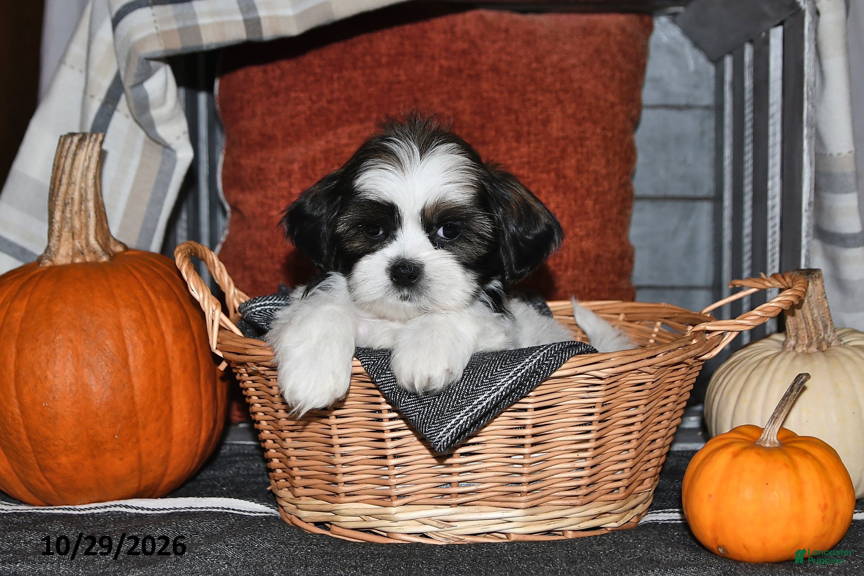 Shih Tzu dogs for sale: Zeke - Ad 1