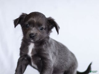 Chihuahua dogs - Ad 24