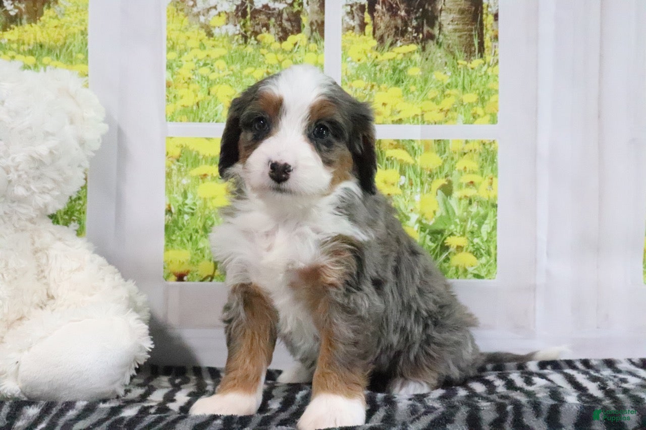 Mini Bernedoodle dogs Rachael - Ad 1
