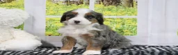 Mini Bernedoodle dogs for sale: Rachael - Ad 1