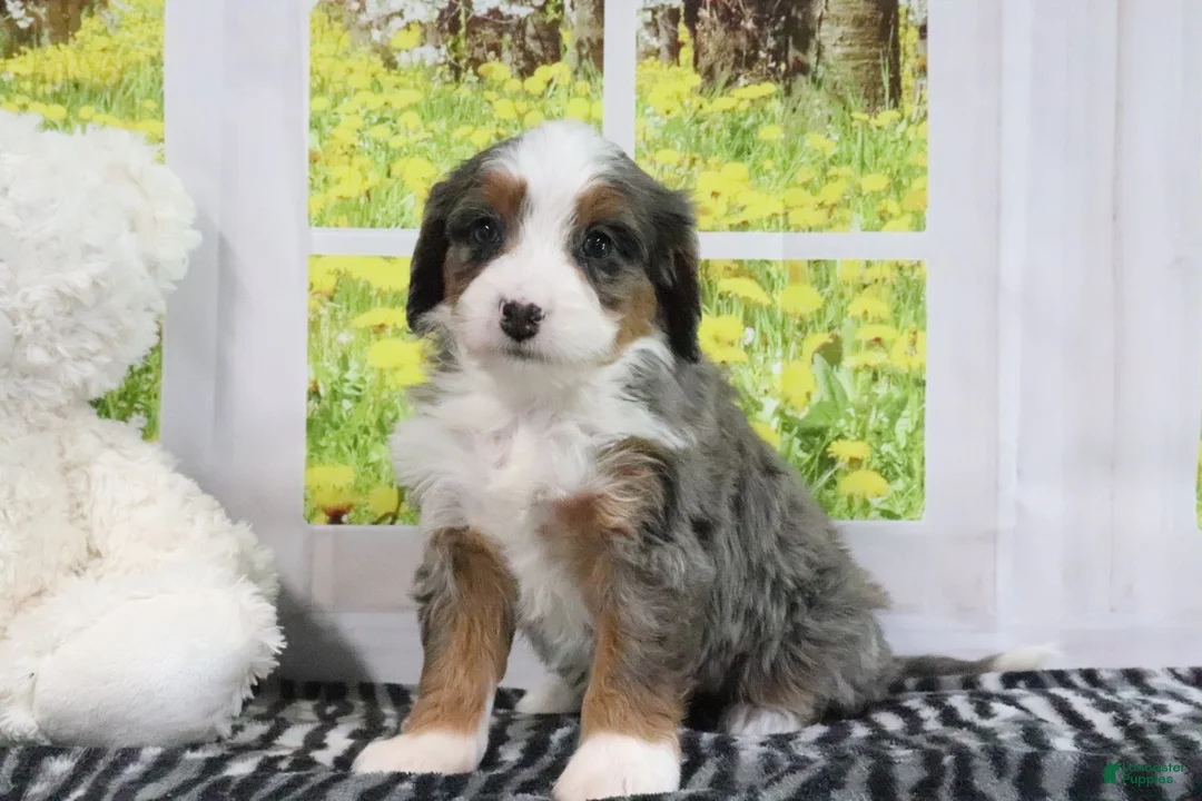 Mini Bernedoodle dogs for sale: Rachael - Ad 1