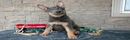 German Shepherd dogs for sale: Alana - Ad 2