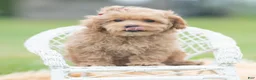 Maltipoo dogs for sale: Maddie Mae - Ad 6