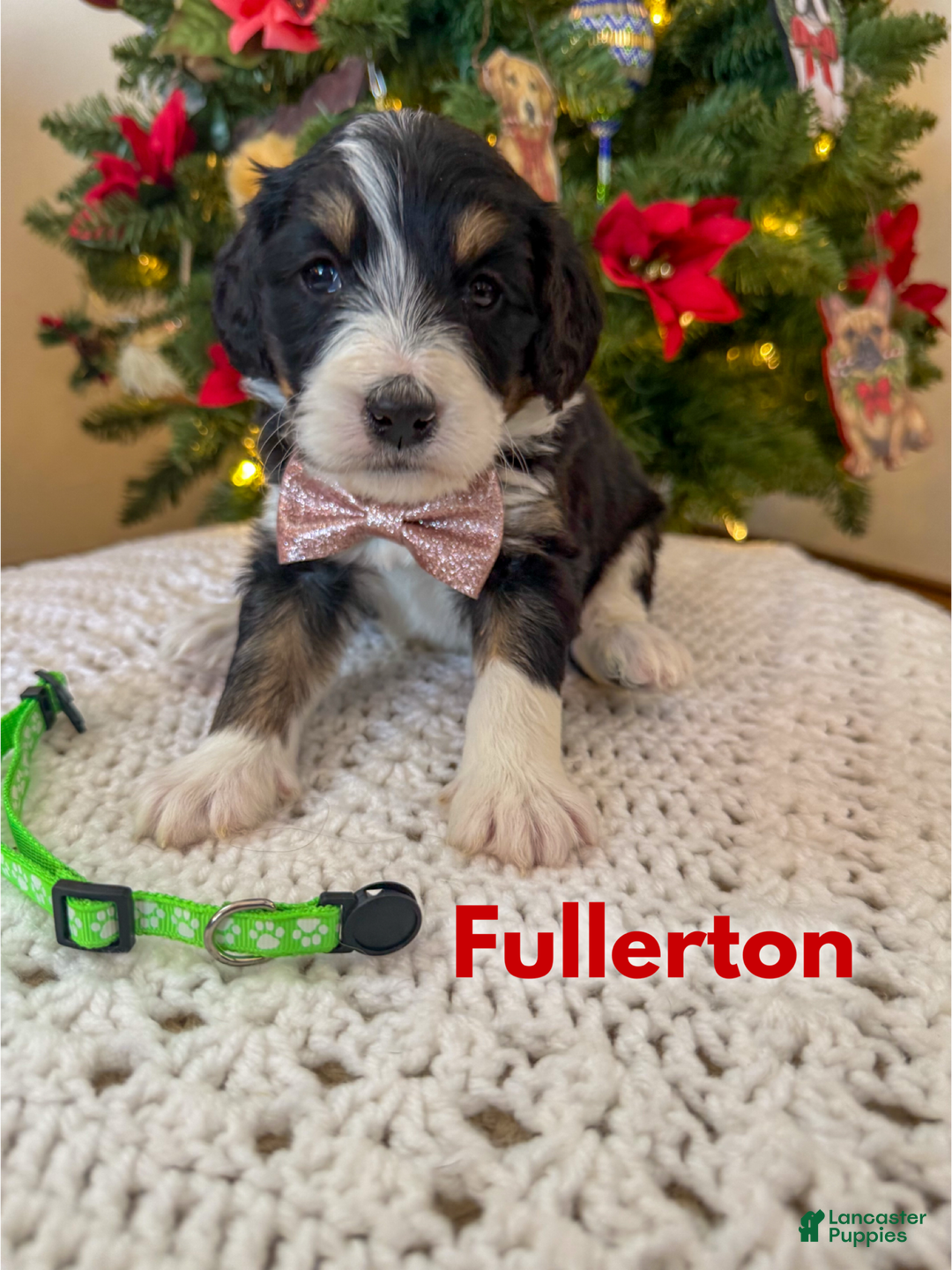 Mixed Breed dogs for sale: Fullerton - Ad 1