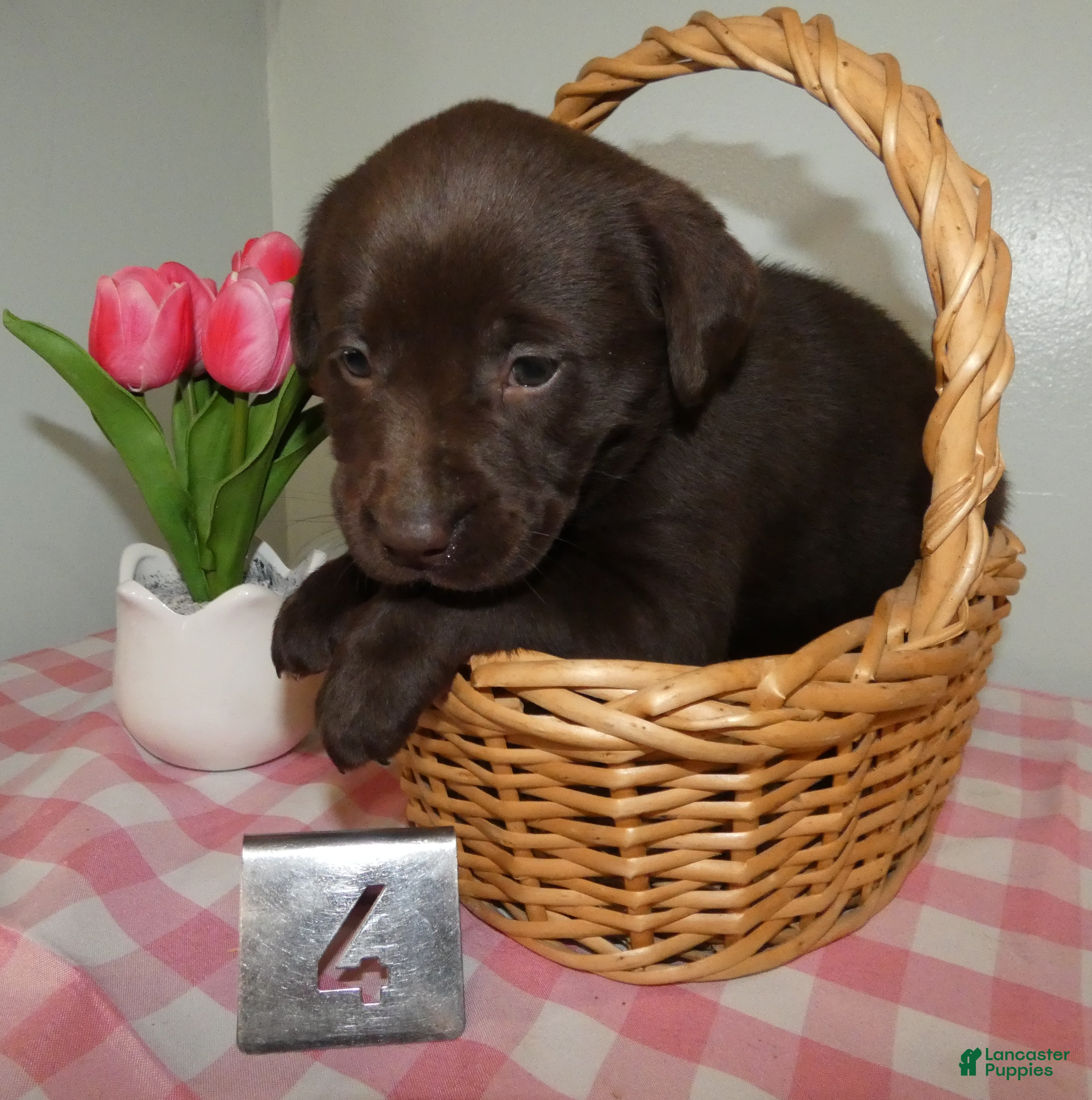 Labrador Retriever dogs Labrador Retriever Puppy 4 Molly - Ad 2