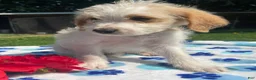 Mixed Breed dogs for sale: Ronnie - Ad 2