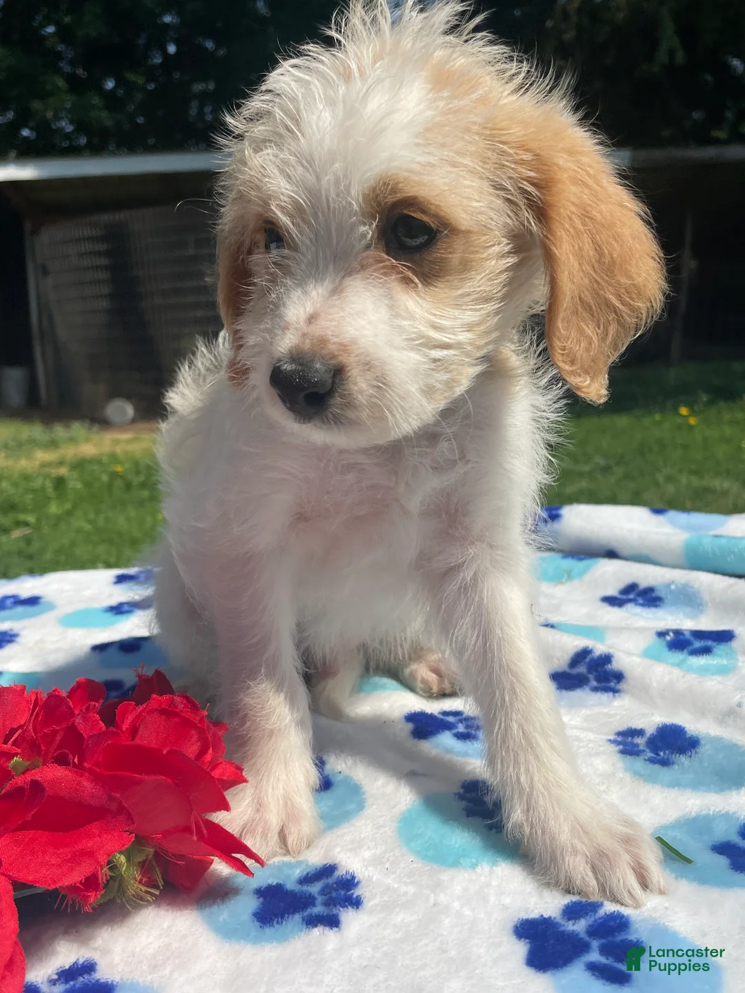 Mixed Breed dogs for sale: Ronnie - Ad 2
