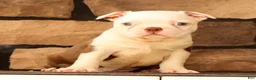 Boston Terrier dogs for sale: Wanda - Ad 5