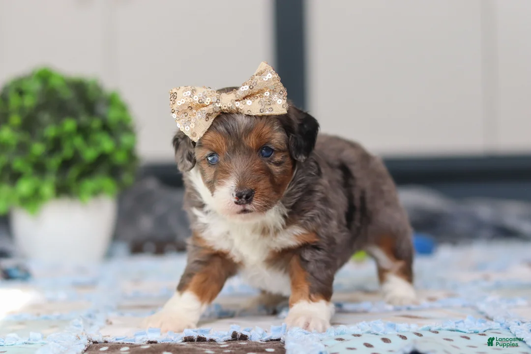 Mini Bernedoodle dogs for sale: Paige - Ad 4