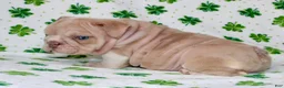 English Bulldog dogs for sale: Penny - Ad 3