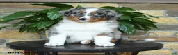 Australian Shepherd dogs for sale: Melody - Ad 1
