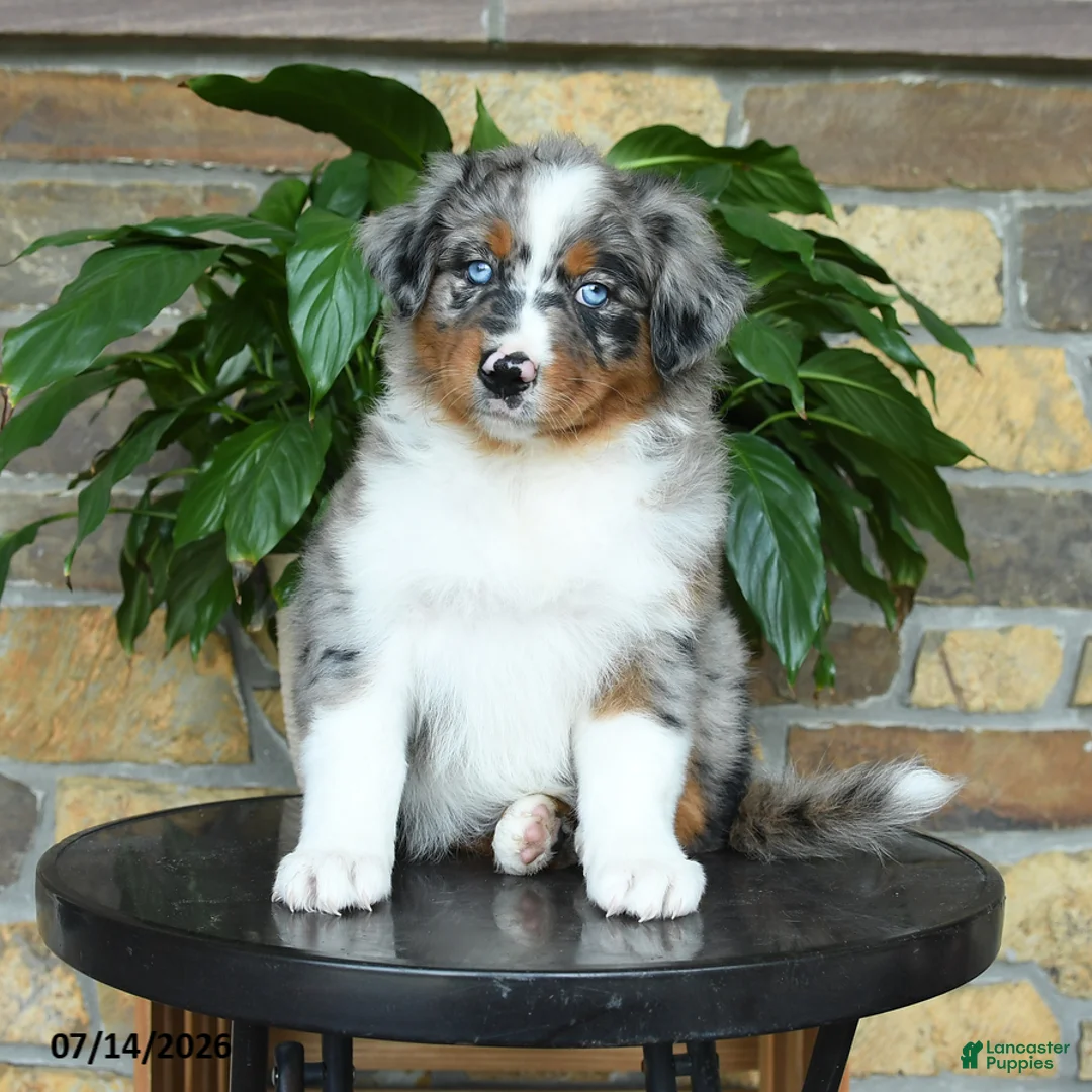 Australian Shepherd dogs for sale: Melody - Ad 1