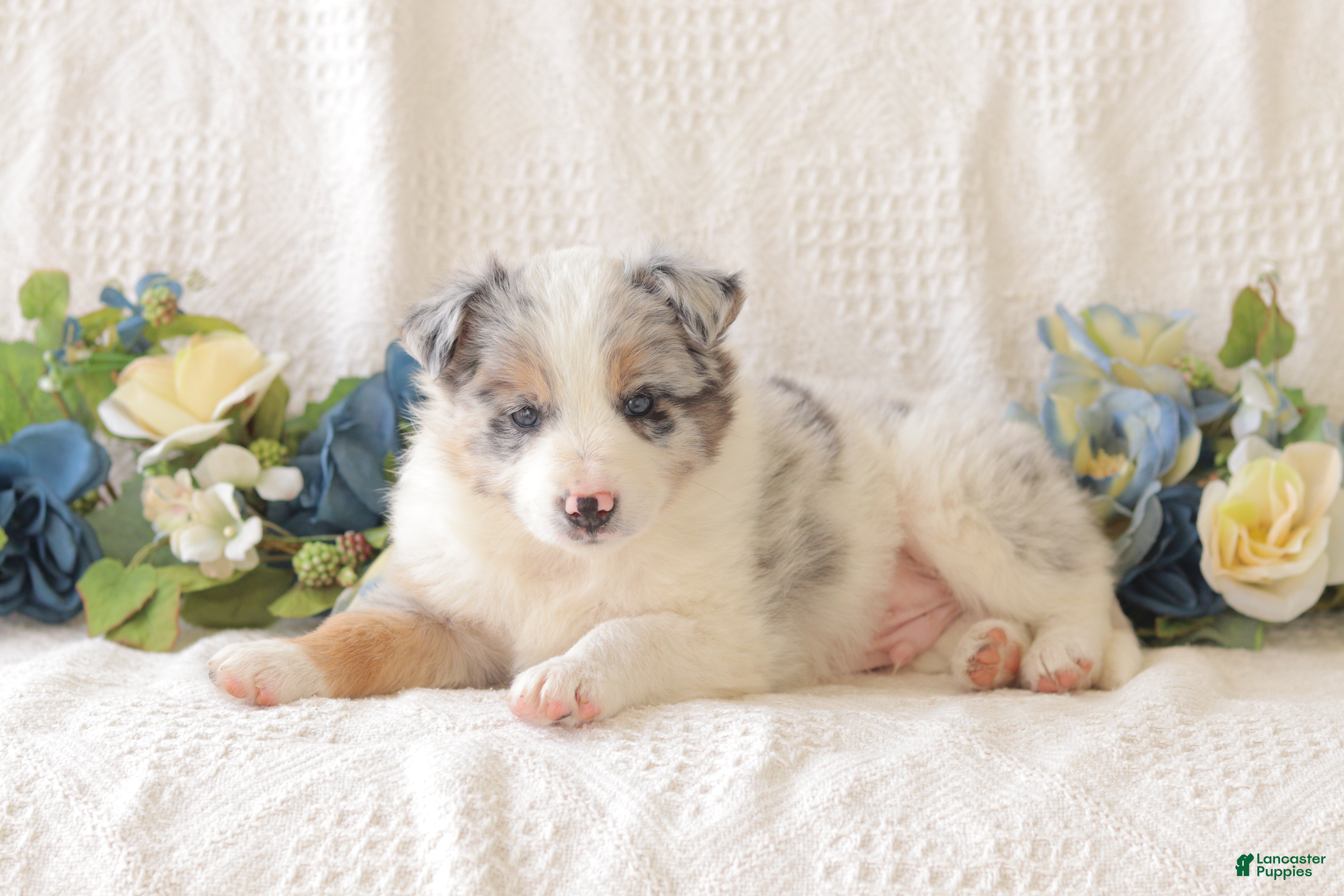 Border Collie dogs Cleo - Ad 1