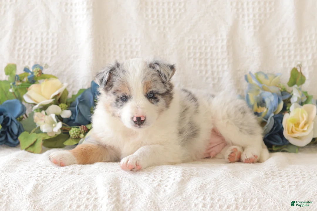 Border Collie dogs for sale: Cleo - Ad 1