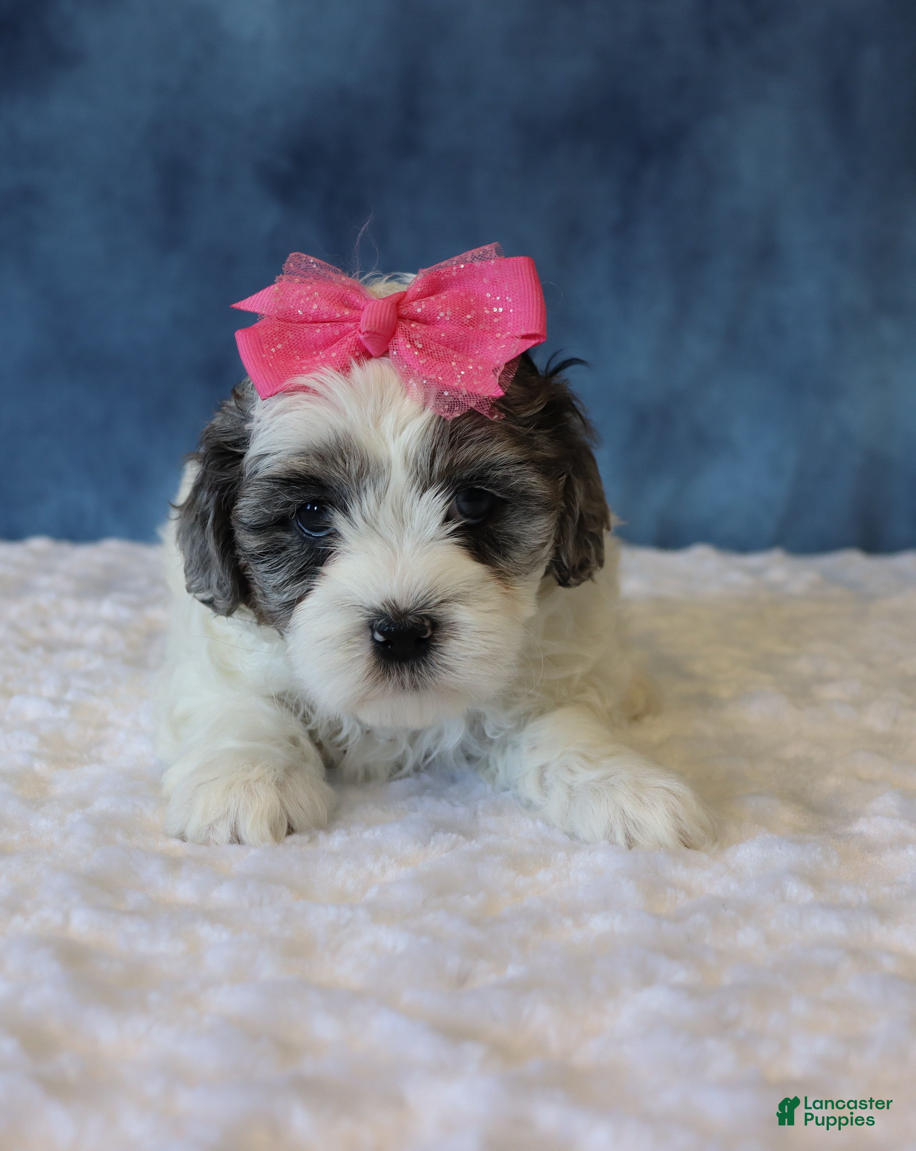 Shihpoo dogs Polly - Ad 14