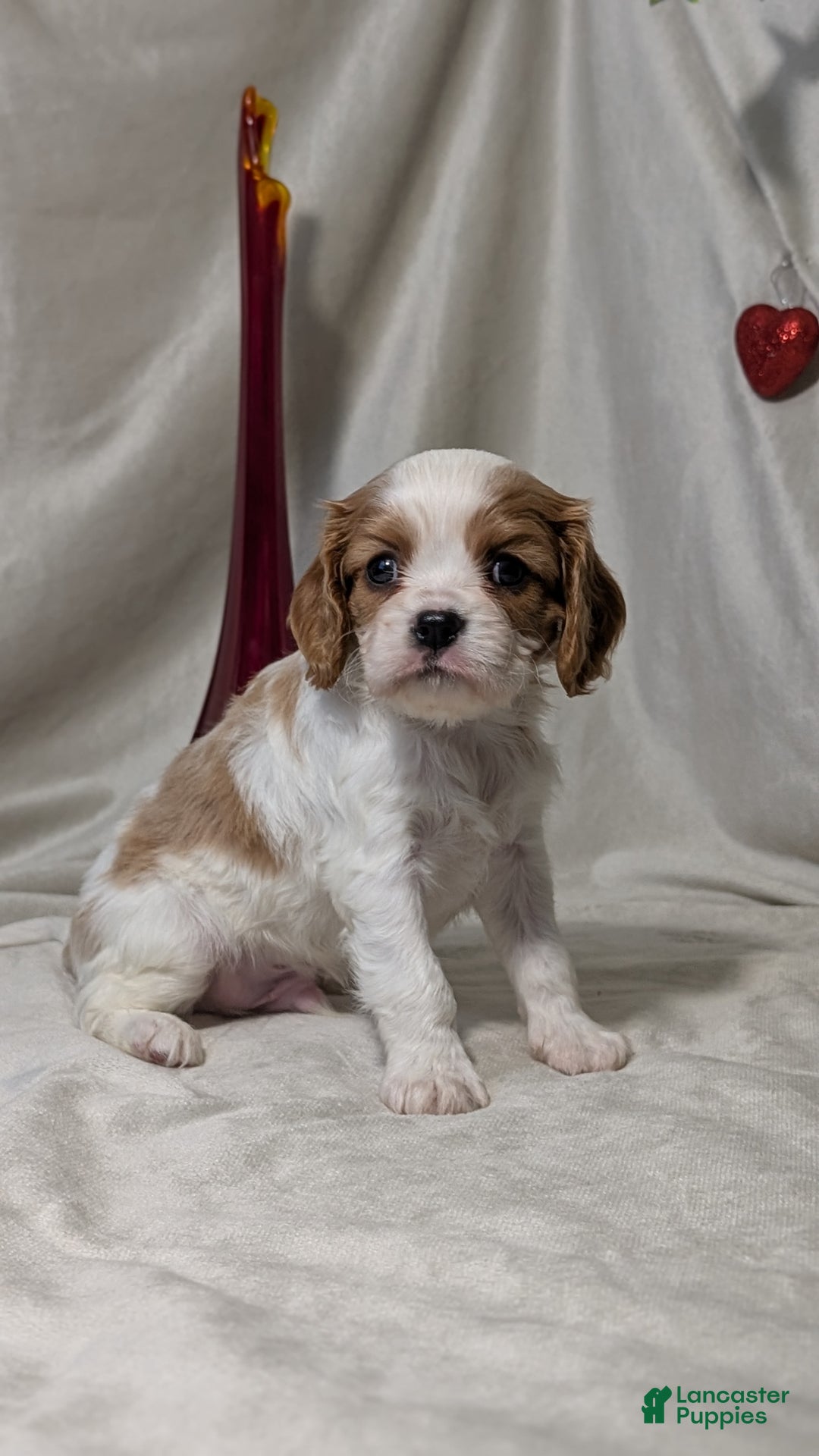 Cavalier King Charles Spaniel dogs for sale: Rover - Ad 5