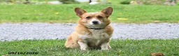 Welsh Corgi Pembroke dogs for sale: Andy - Ad 6
