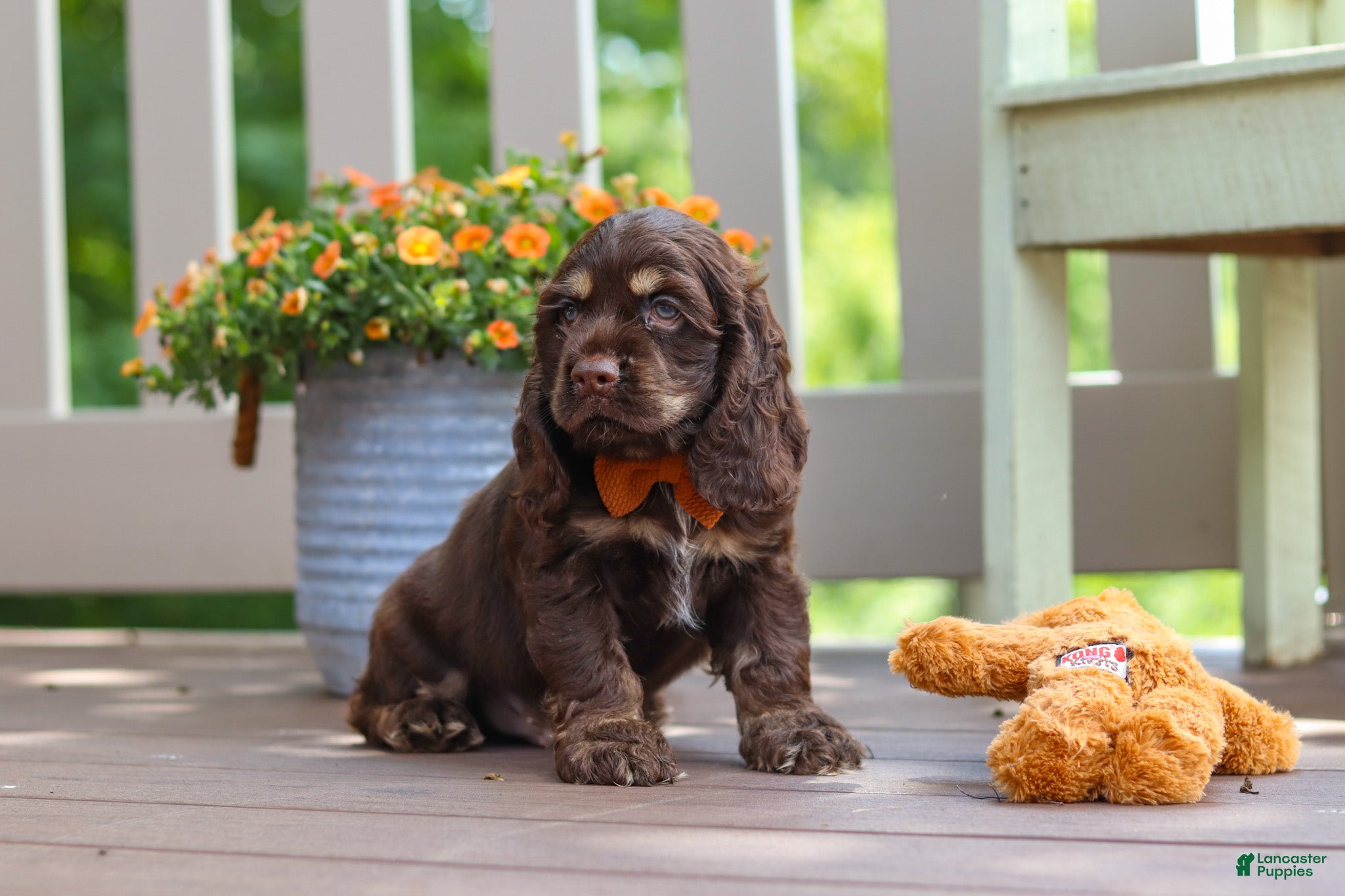 Cocker Spaniel dogs Mason - Ad 2