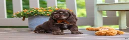Cocker Spaniel dogs for sale: Mason - Ad 2