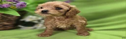 Cockapoo dogs for sale: Girdle - Ad 10