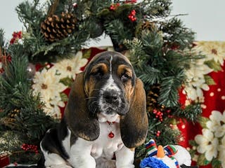 Basset Hound dogs Forest - Ad 12
