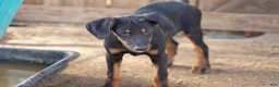 Doberman Pinscher dogs for sale: Milhouse - Ad 7