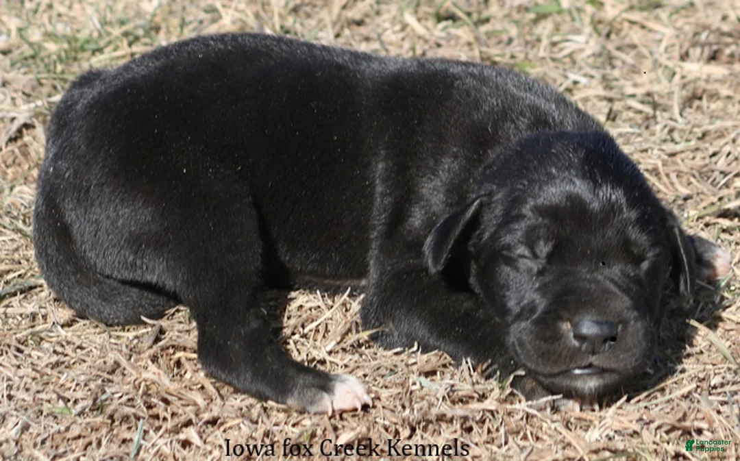 Great Dane dogs for sale: Stella - Ad 4