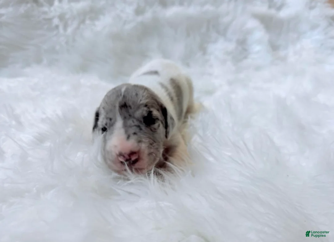 Great Dane dogs for sale: Mike - Ad 7