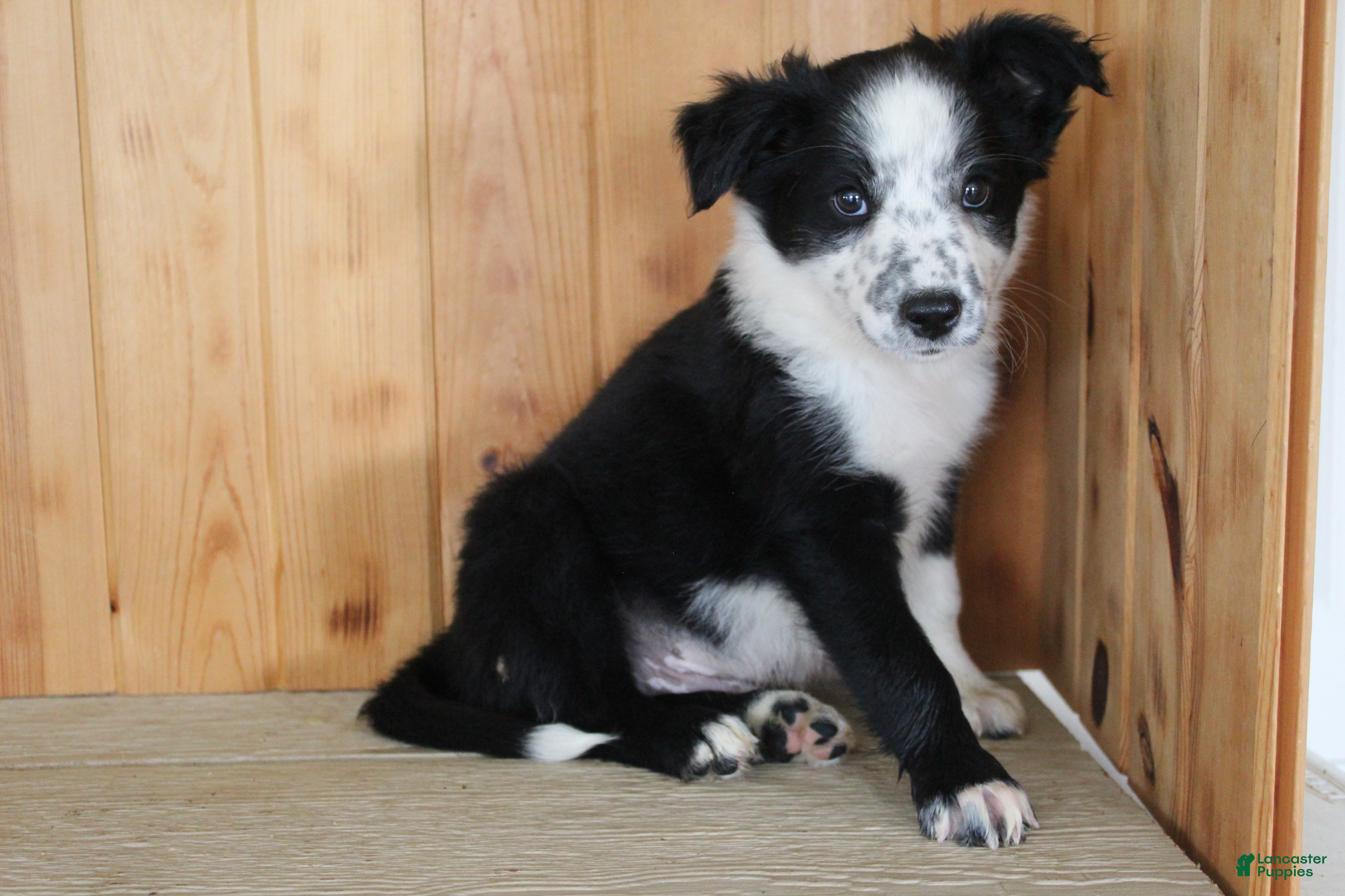 Mixed Breed dogs Boss - Ad 2
