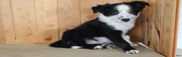 Mixed Breed dogs for sale: Boss - Ad 3