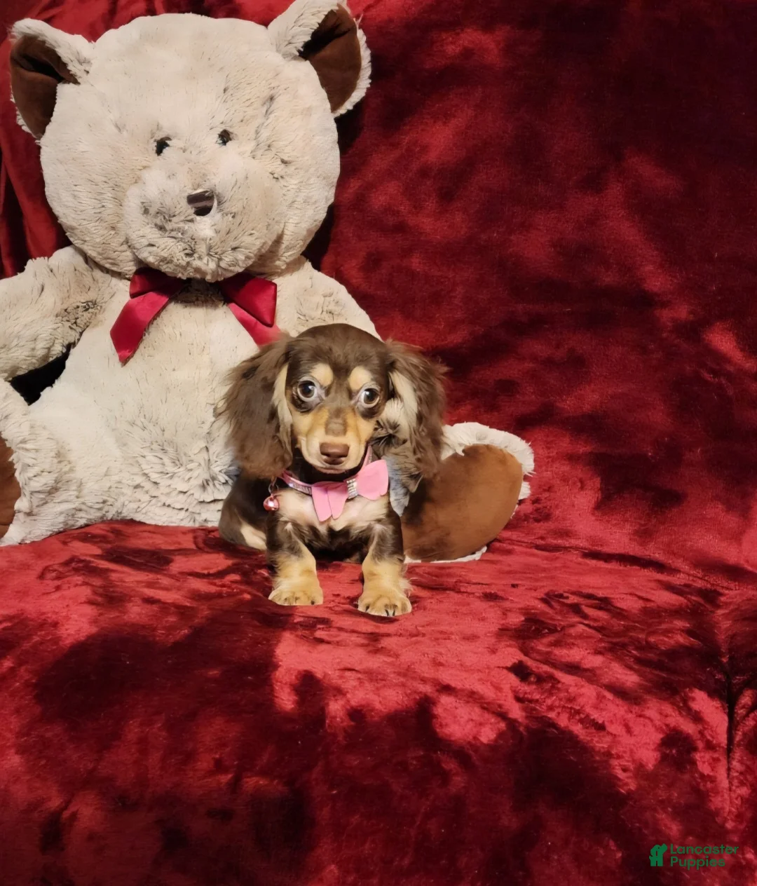 Miniature Dachshund dogs for sale: COCOA - Ad 1